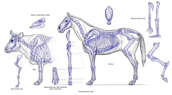 Скелет лошади спереди