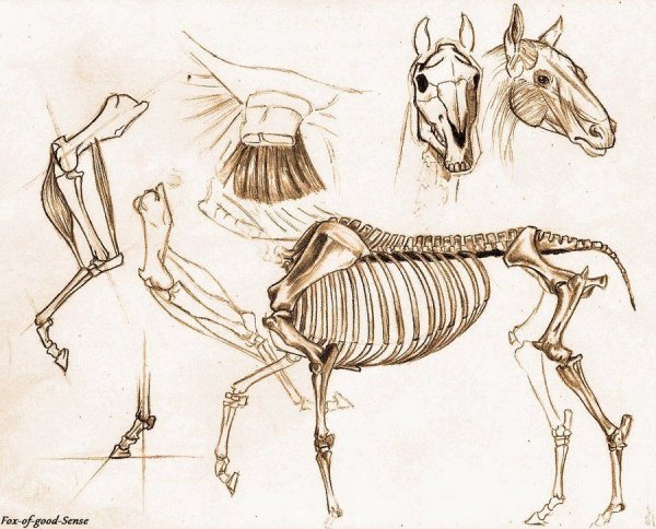 Готфрид Баммес анатомия животных для художников