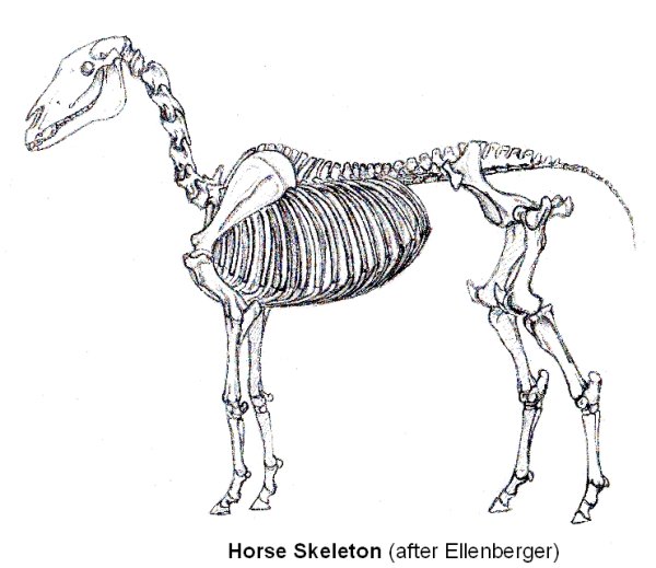 Скелет лошади сверху