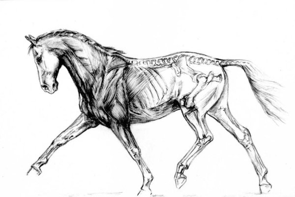 Анатомия лошади в движении