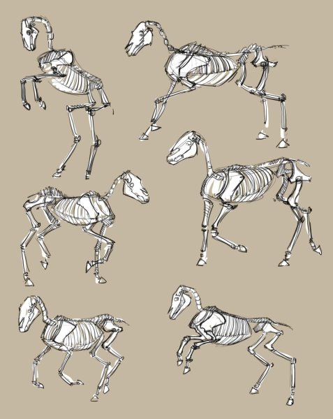 Скелет лошади референс