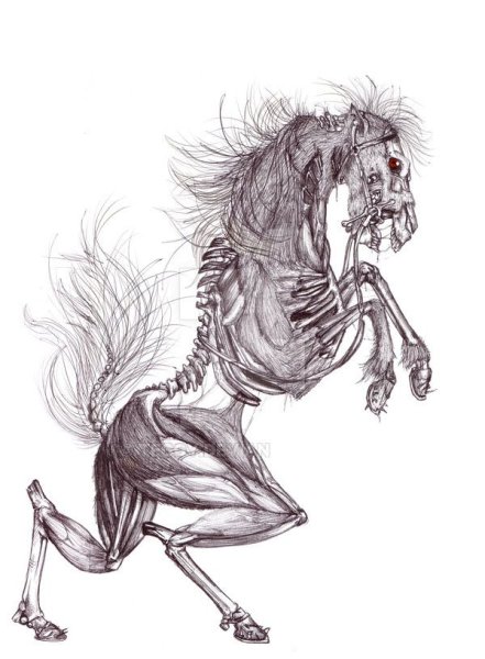 Скелет лошади