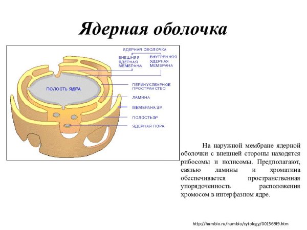 Ядерная оболочка строение рисунок