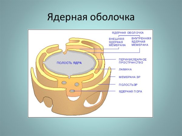 Строение ядерной оболочки клетки