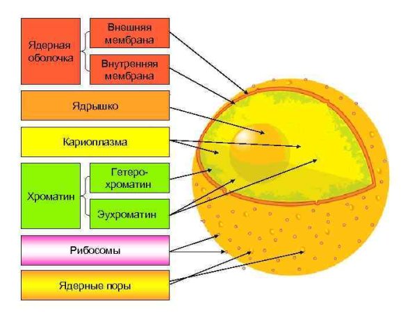 Ядерная мембрана в клетке