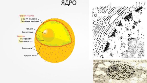 Рисунок ядро ядерная оболочка