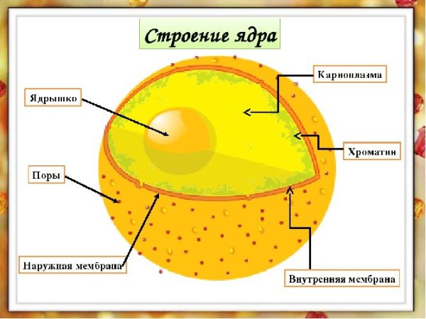 Строение ядра клетки рисунок