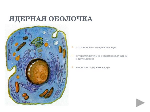 Ядро эукариот