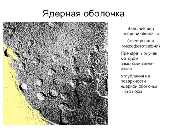Строение ядерной оболочки ядра