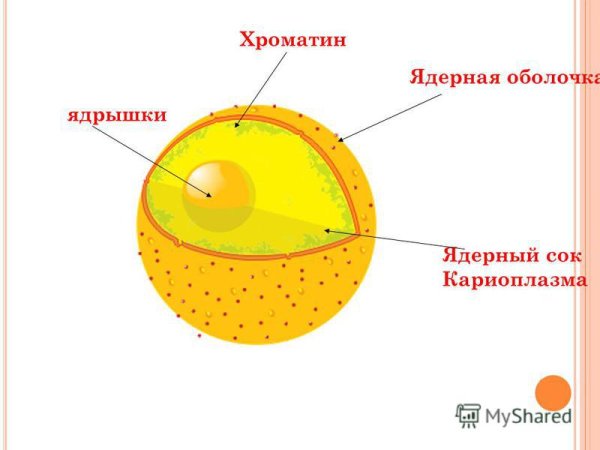 Ядерный сок кариоплазма строение