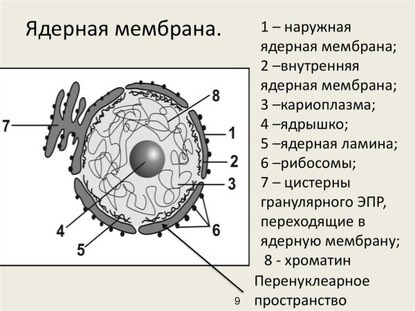 Строение ядра растительной клетки рисунок