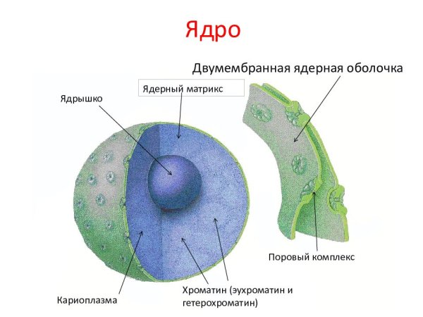 Строение мембраны ядра