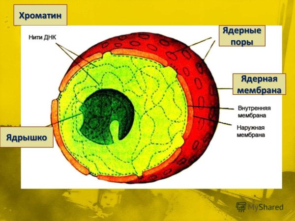 Структура ядерной оболочки