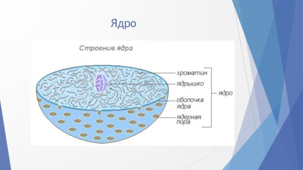 Мембрана ядра клетки
