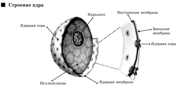 Внутренняя мембрана ядра