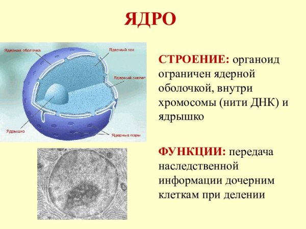 Ядро ядерная мембрана кариоплазма ядрышки