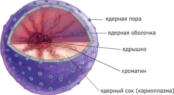 Внутреннее строение ядра клетки