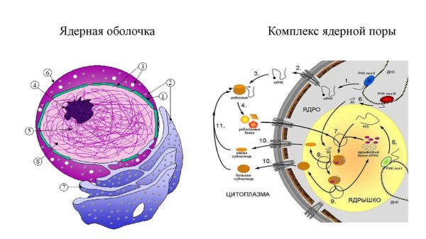 Ядро ядерная мембрана кариоплазма ядрышки