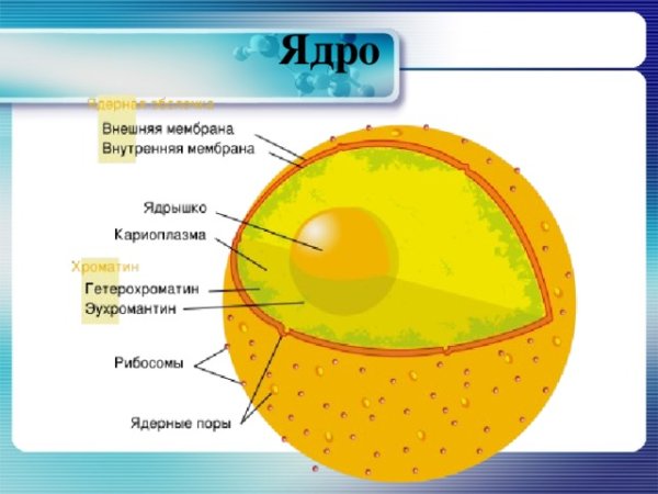 Строение ядра эукариотической клетки схема