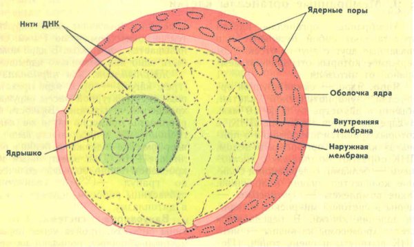 Структура ядра хроматин ядрышко
