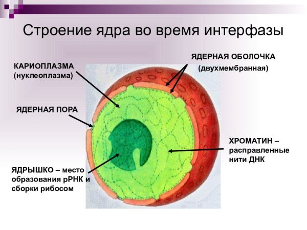 Функции ядра эукариотической клетки