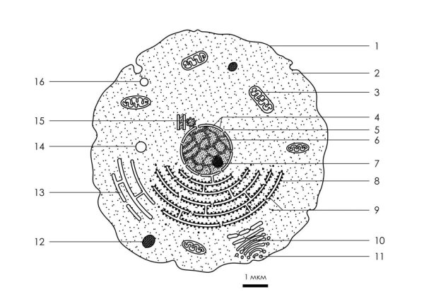 Строение мембраны ядра