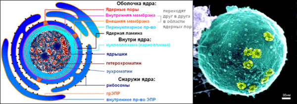 Строение клеточного ядра рисунок