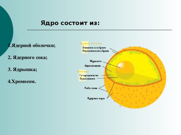 Строение растительной клетки чешуи лука