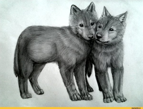 Волчонок эскиз