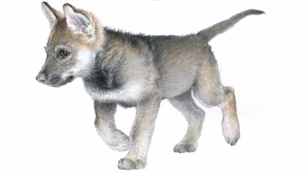 Волчонок на прозрачном фоне