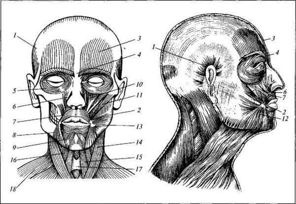 Поверхностные мимические мышцы головы анатомия