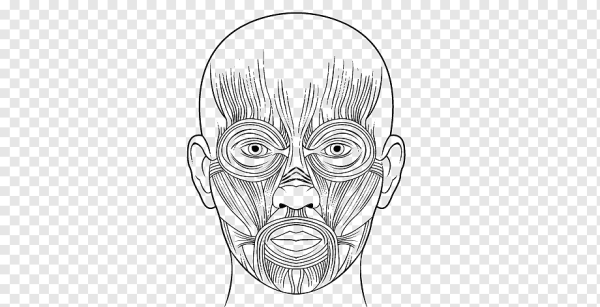 Мышцы лица для рисования