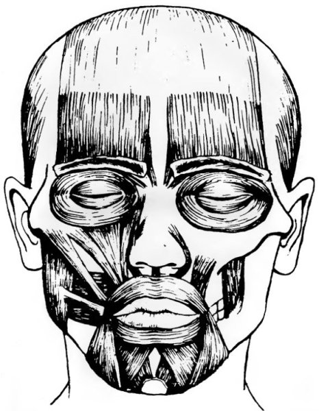 Мышцы лица и головы