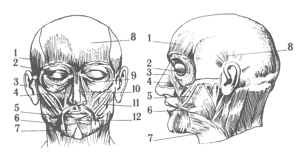 Мимические мышцы лица анатомия вид спереди