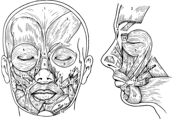 Мимические мышцы лица анатомический атлас