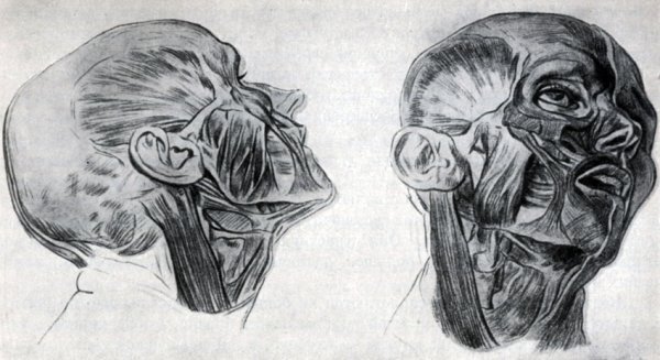 Мышцы лица Барчаи
