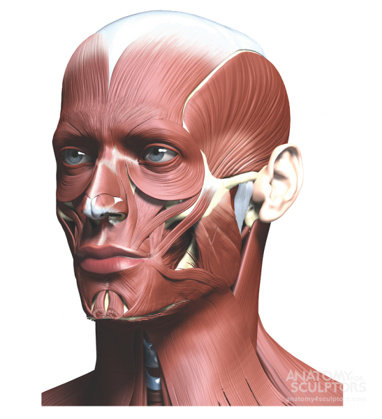 Мышцы лица анатомия