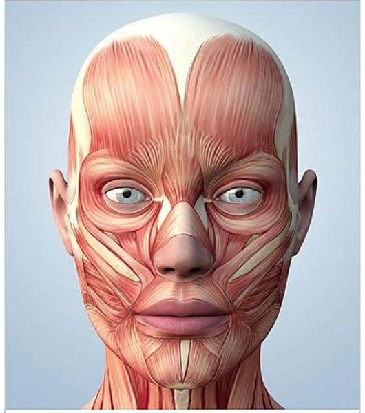 Мышцы лица человека анатомия