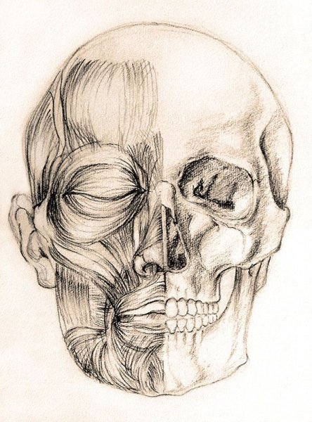 Анатомия Барчаи череп