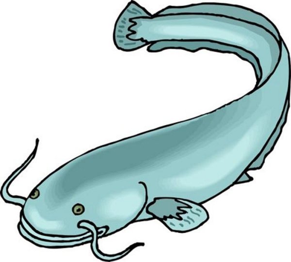 Рыба сом для детей