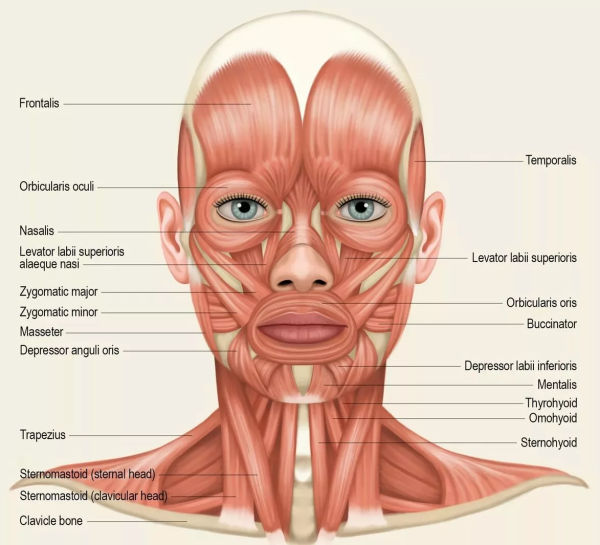 Мимические мышцы лица анатомический атлас
