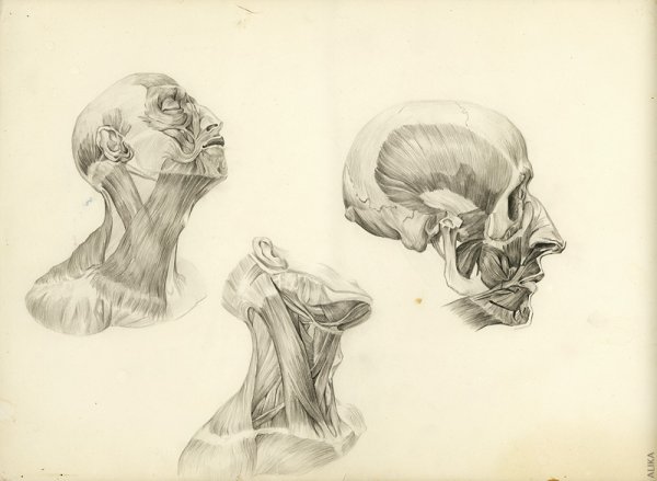 Енё Барчаи анатомия голова