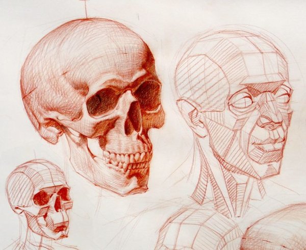 Анатомия черепа Рыжкин