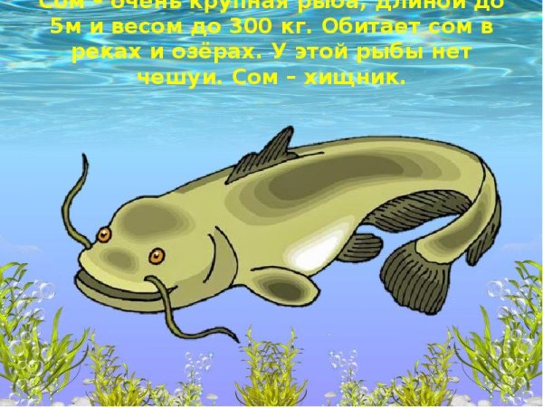 Рыба сом для детей