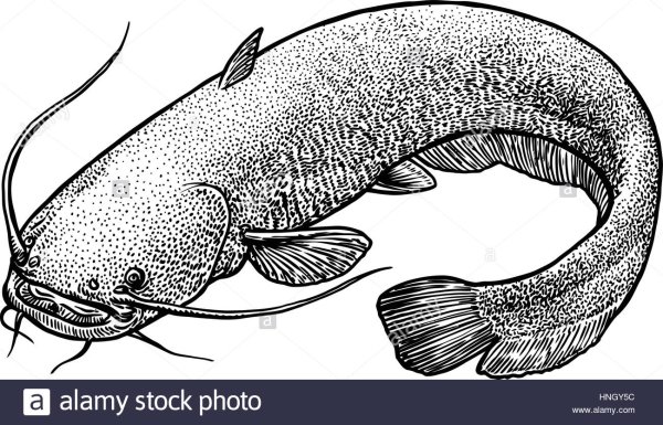 Раскраска сома