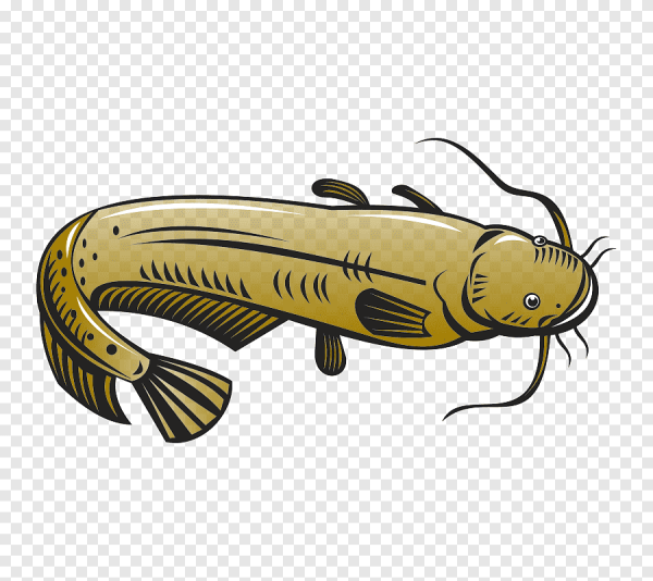 Сом рыба на белом фоне