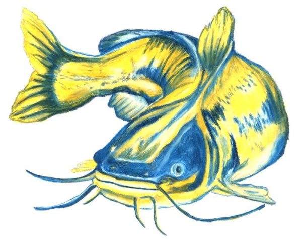 Рыба сом для детей