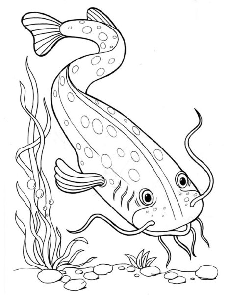 Сом раскраска