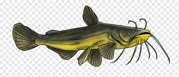 Рисунок сома