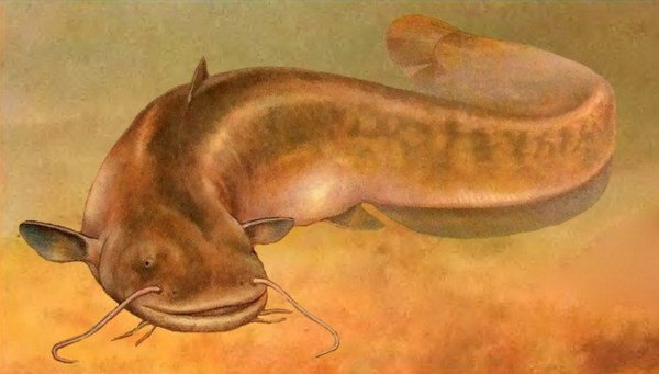 Рыба сом для детей